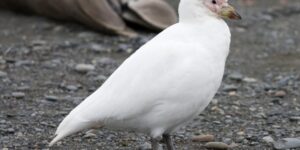 caracteristicas do bico-de-bainha-antarctico