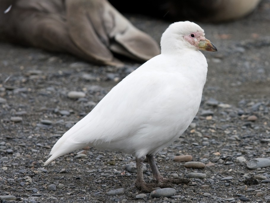 caracteristicas do bico-de-bainha-antarctico