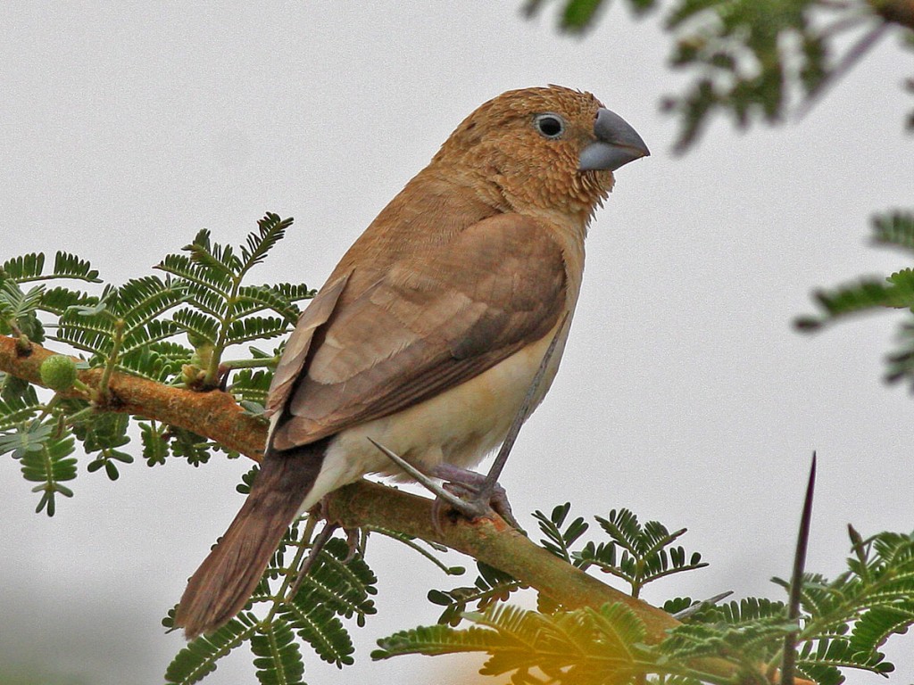 características do bico-de-chumbo-indiano