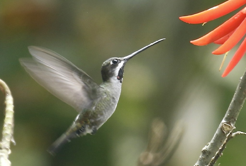 caracteristicas do bico-reto-cinzento