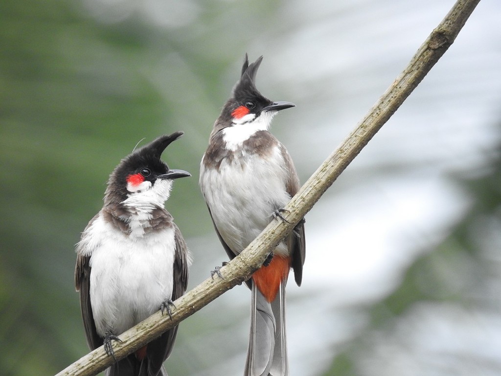 características do bulbul de bigode vermelho