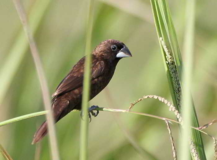 características do capuchinho-escuro