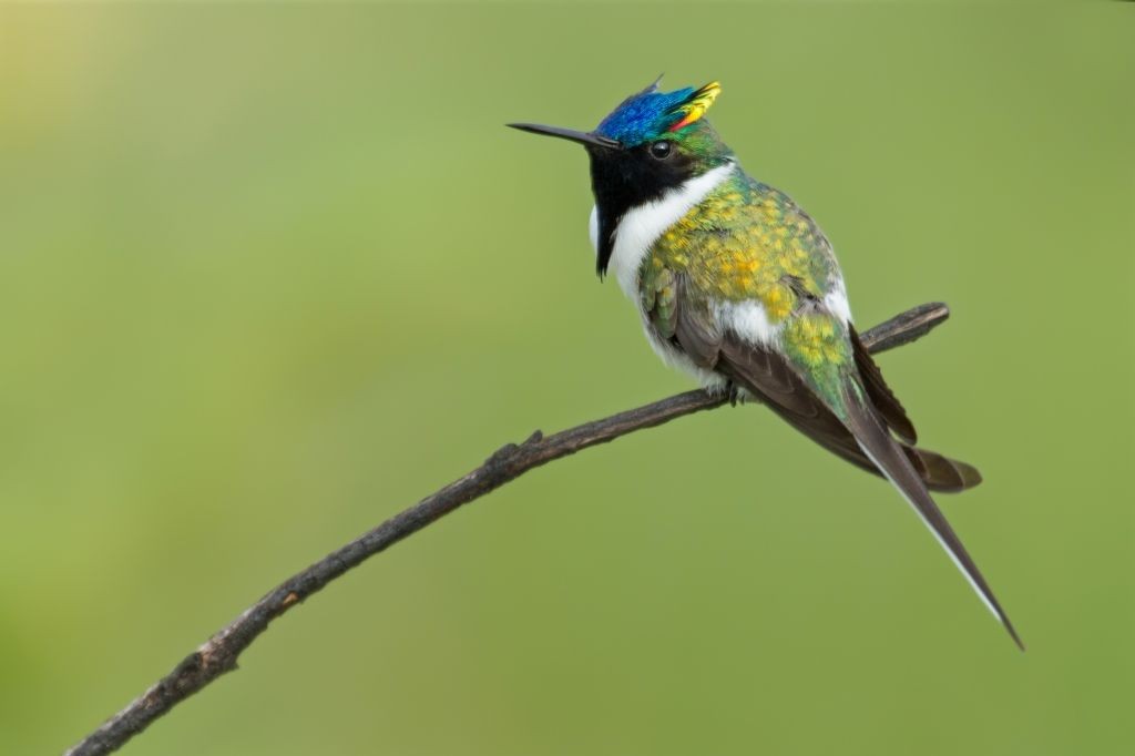 caracteristicas do chifre-de-ouro