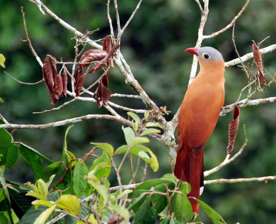 caracteristicas do chincoa-de-bico-vermelho