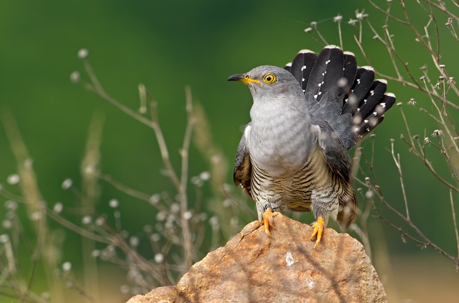 características do cuco-canoro