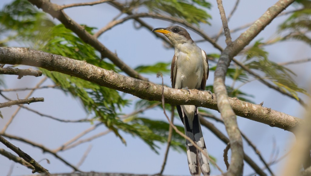 características do cuco-de-bico-amarelo