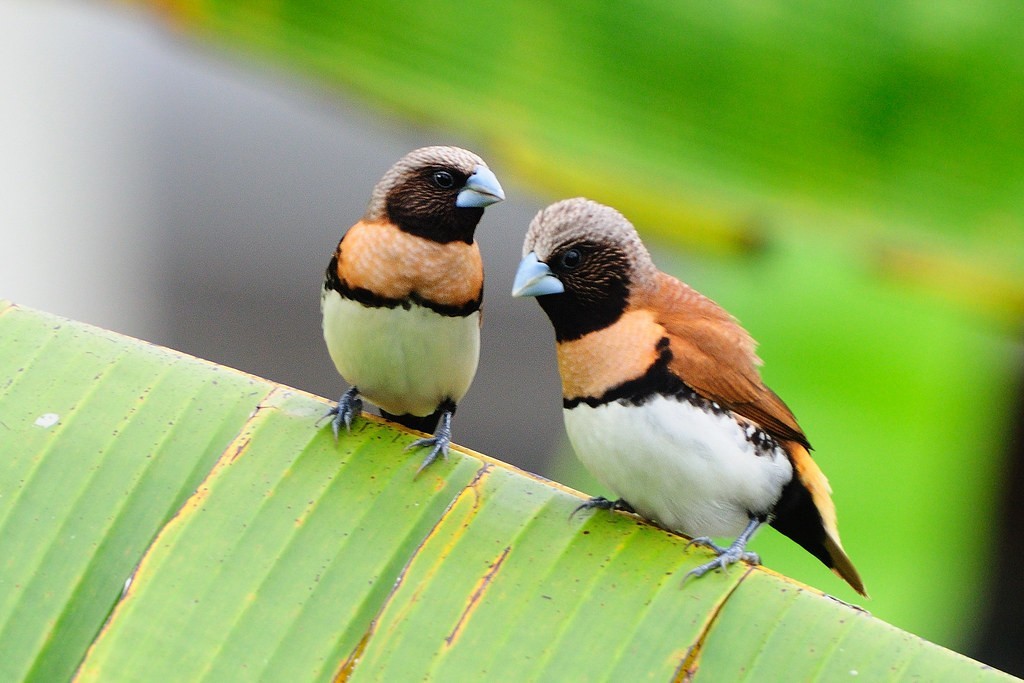 características do donacole de peito castanho