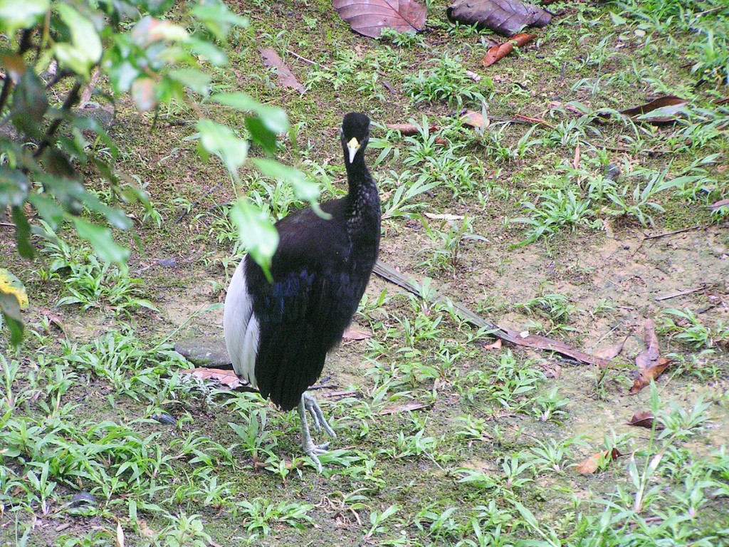 caracteristicas do jacamim de costas brancas