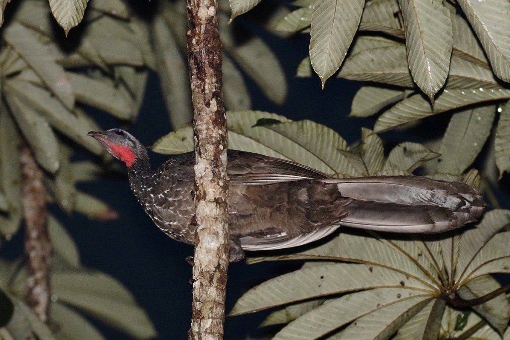 caracteristicas do jacumirim