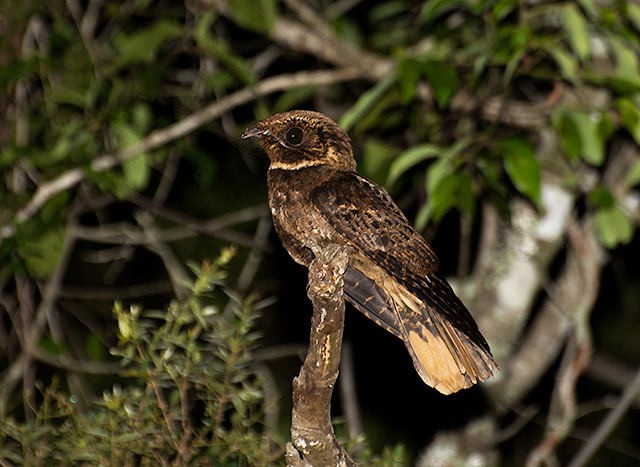 caracteristicas do joao-corta-pau