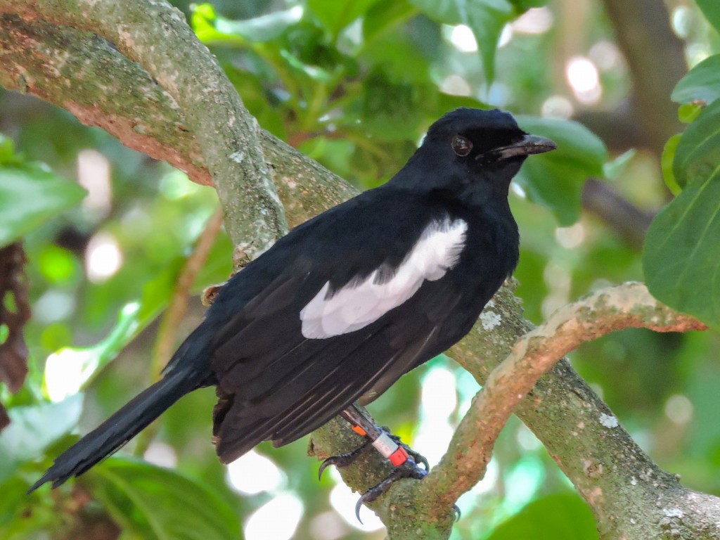 características do magpie-robin das seychelles