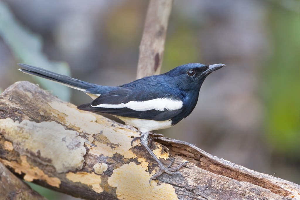 características do magpie-robin oriental