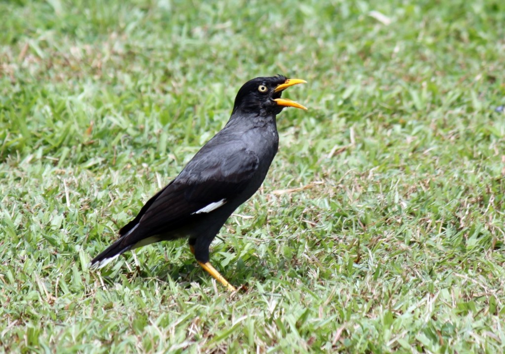 características do maina-de-crista