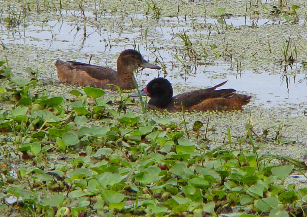 caracteristicas da marreca-de-cabeca-preta