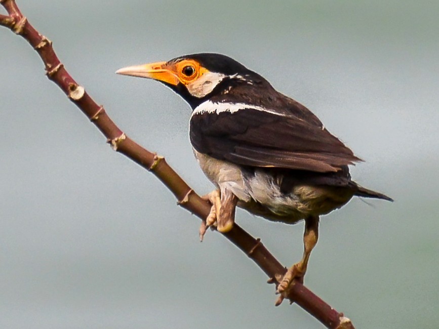 caracteristicas do myna pied indiano