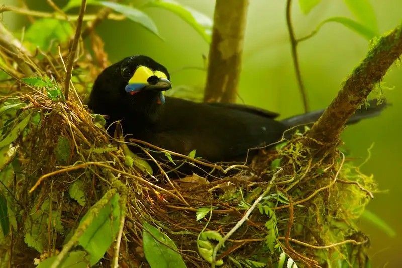 características do paradigalla de cauda curta