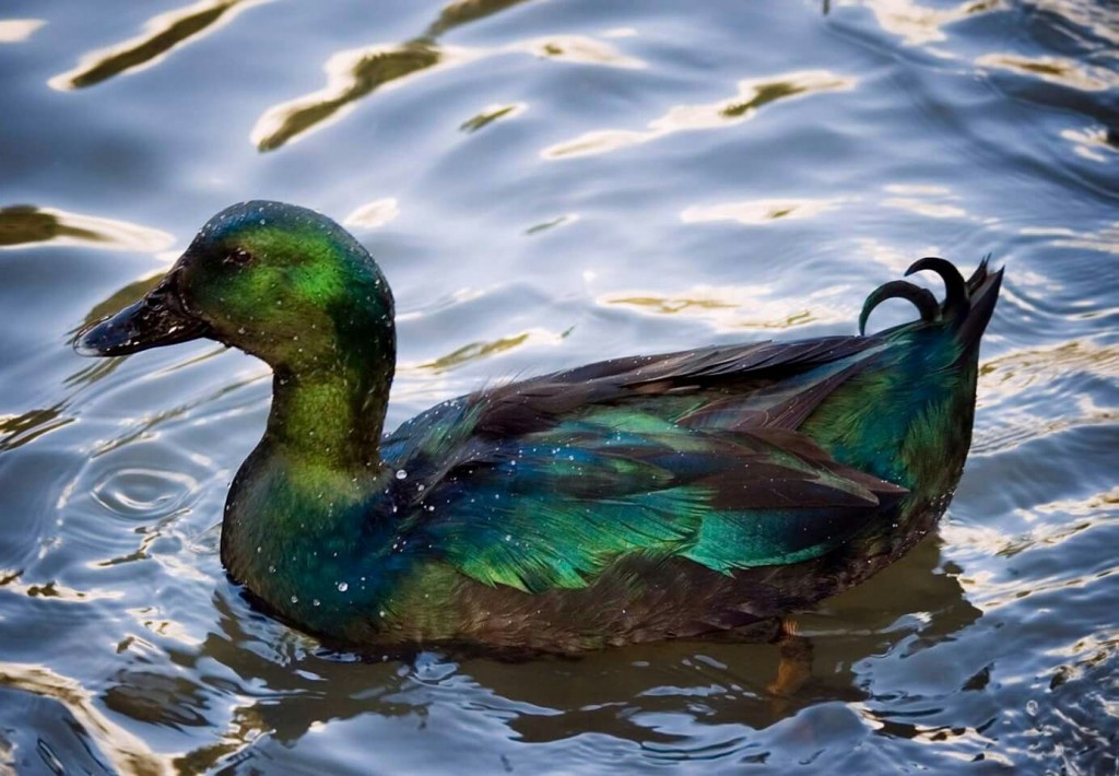 características do pato cayuga