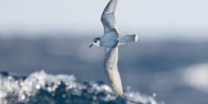 caracteristicas do petrel-azul