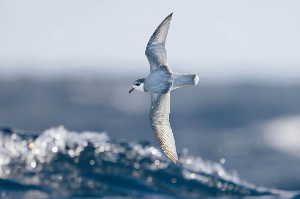 caracteristicas do petrel-azul