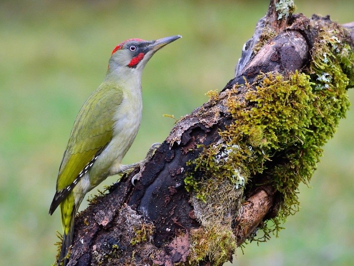 características do pica-pau-verde