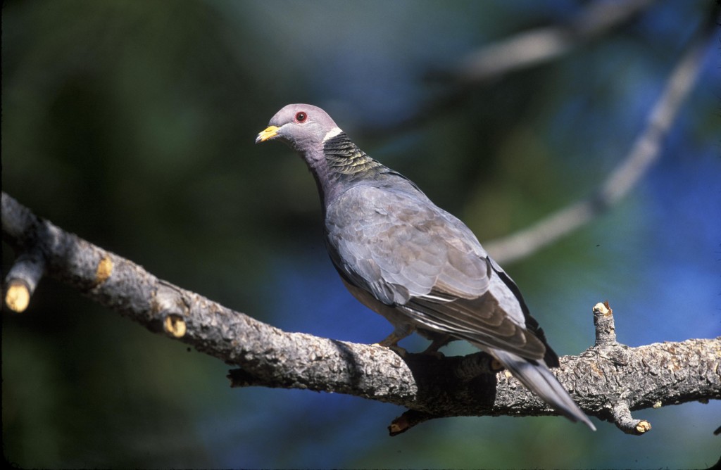 caracteristicas do pomba-de-coleira