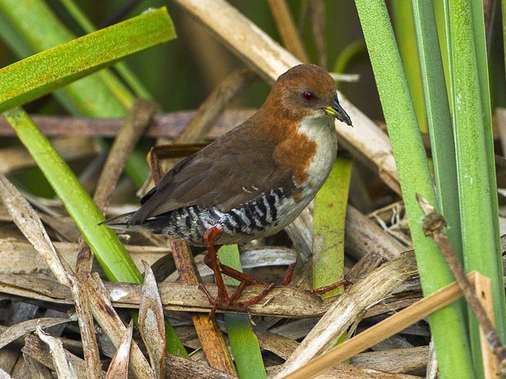 caracteristicas do sana-de-cara-ruiva