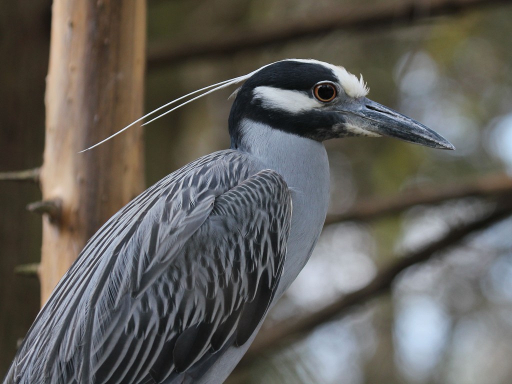 caracteristicas do savacu-de-coroa