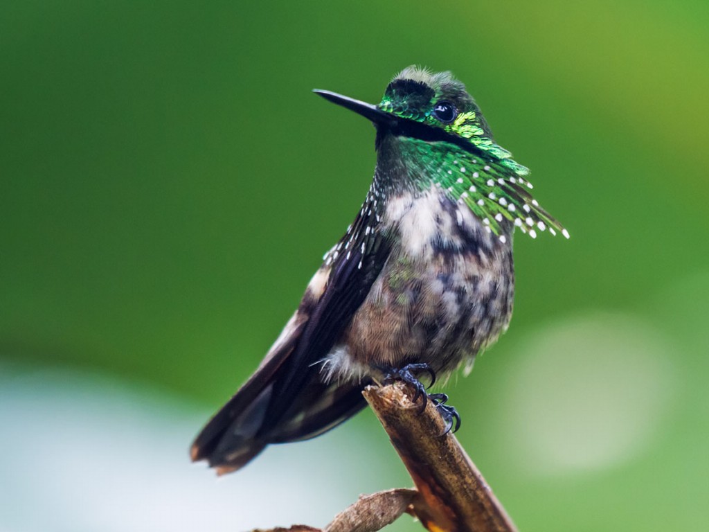 caracteristicas do topetinho-verde