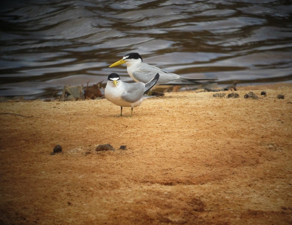 caracteristicas do trinta-reis-anao