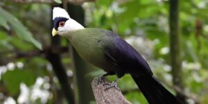 características do turaco-de-crista-branca