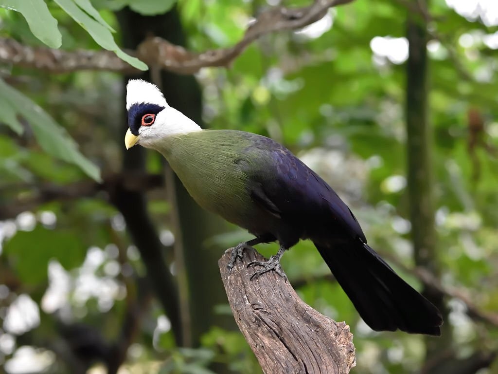 características do turaco-de-crista-branca