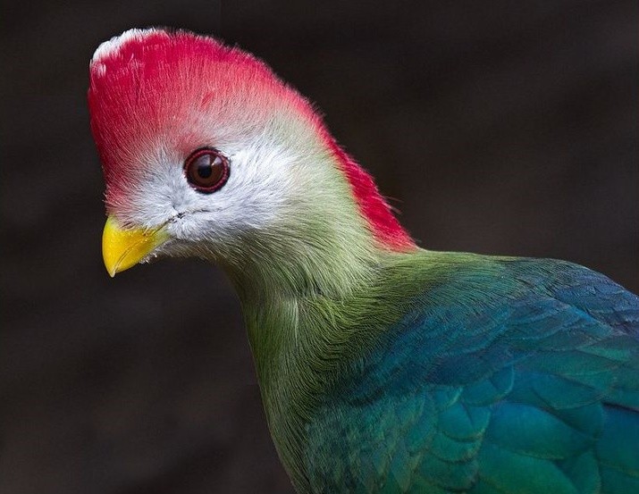 características do turaco-de-crista-vermelha