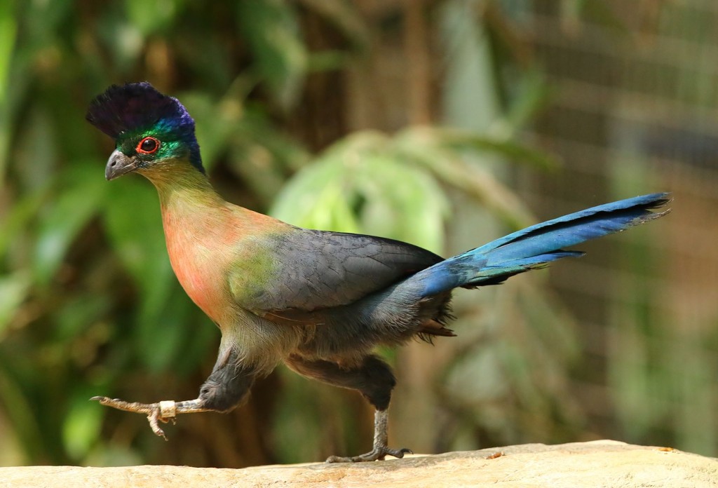 características do turaco-de-crista-violeta