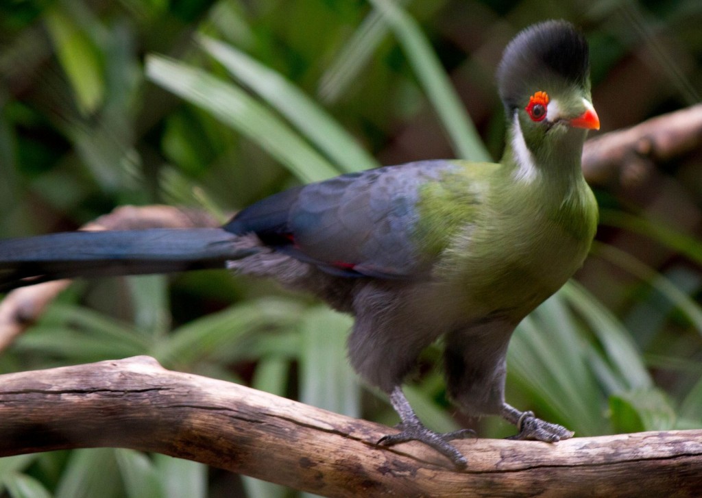 características do turaco-de-faces-brancas