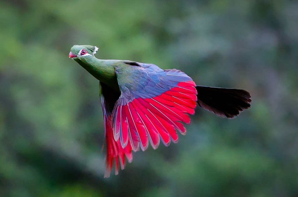 características do turaco-de-knysna