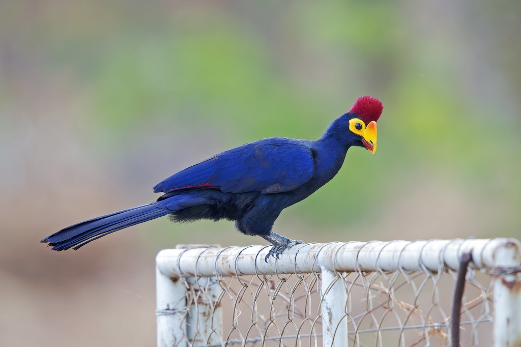 características do turaco-de-ross