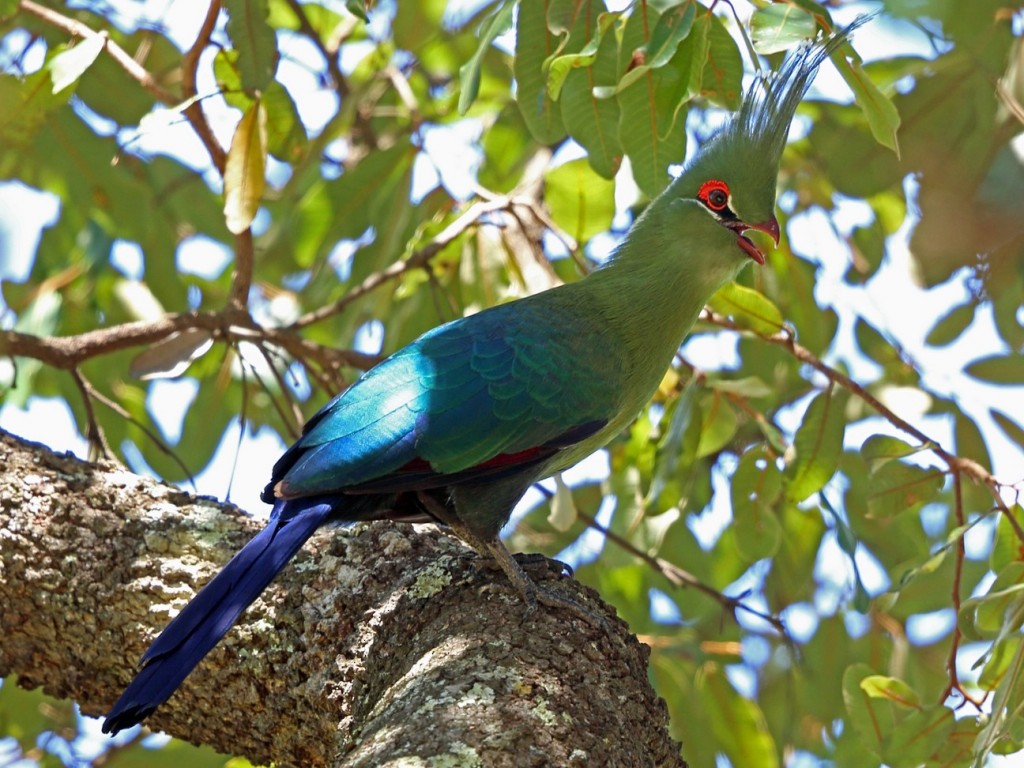 características do turaco-de-schalow