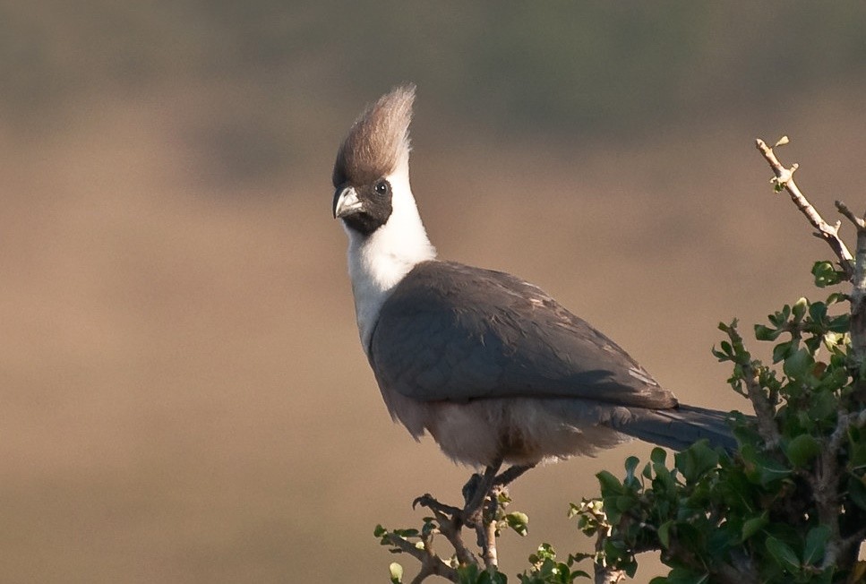 características do turaco-mascarado