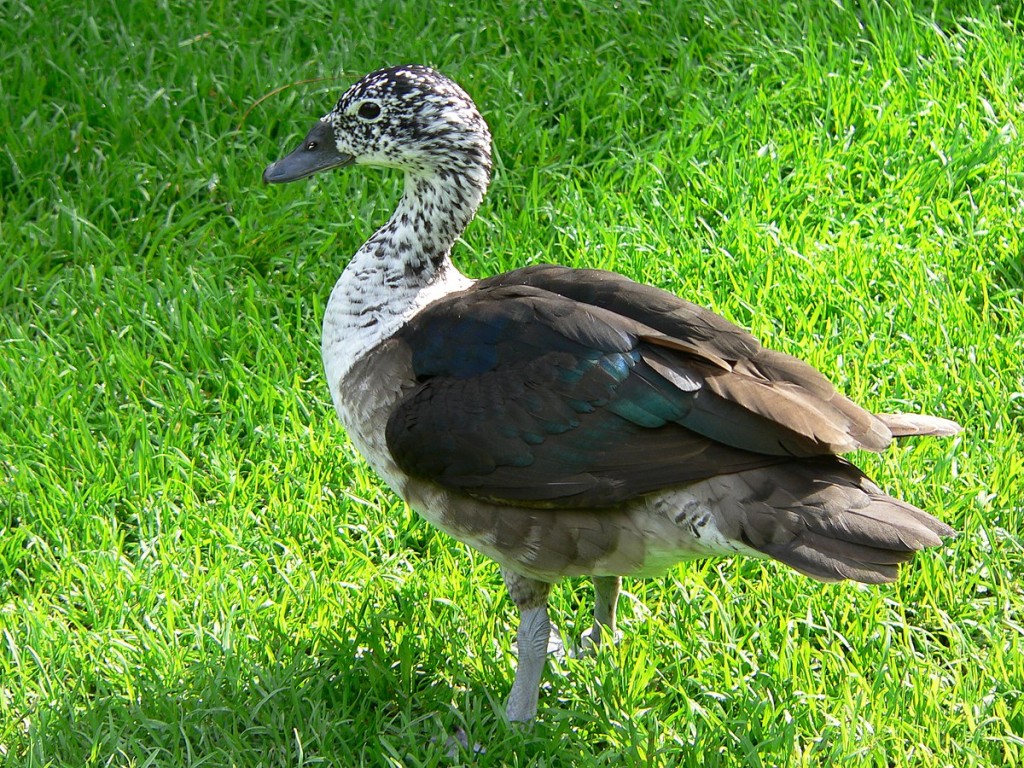 carateristicas do pato-de-crista-americano