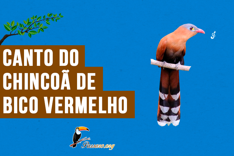 chincoa-de-bico-vermelho