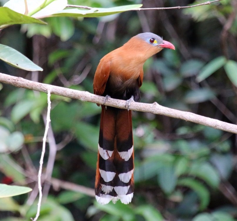 chincoa-de-bico-vermelho