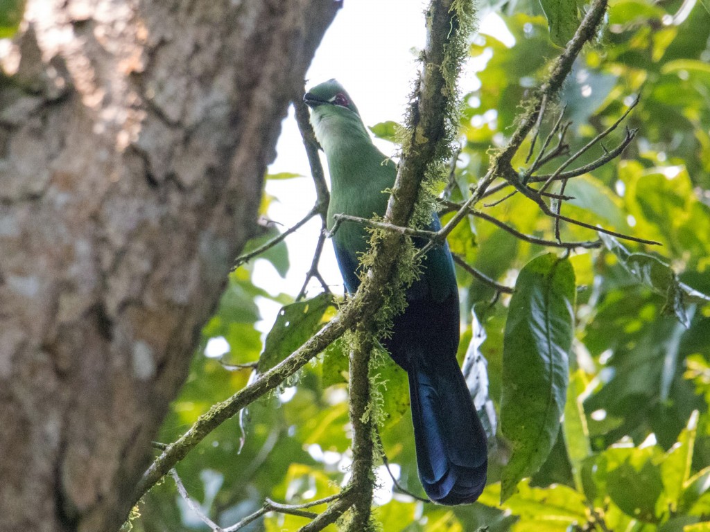 comportamento do turaco-de-bico-preto