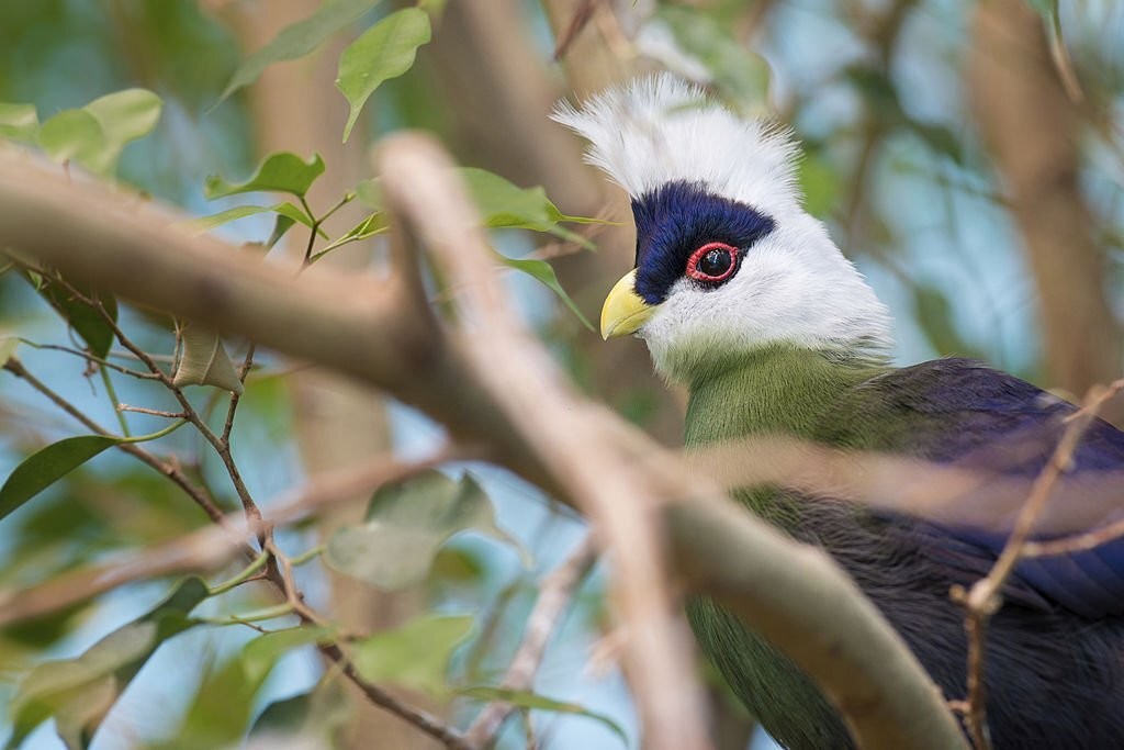 comportamento do turaco-de-crista-branca