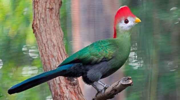 comportamento do turaco-de-crista-vermelha