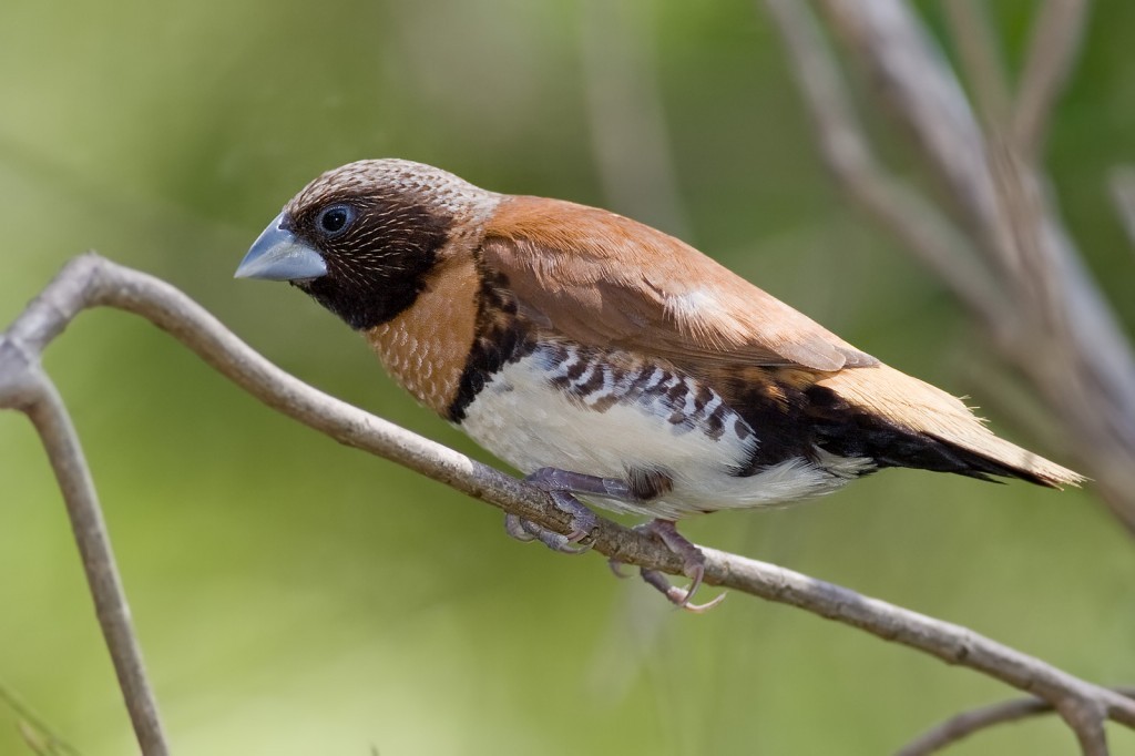 donacole de peito castanho