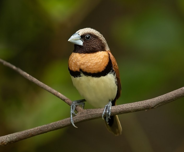 donacole de peito castanho