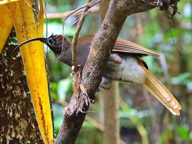 foice-de-bico-preto (drepanornis albertisi)