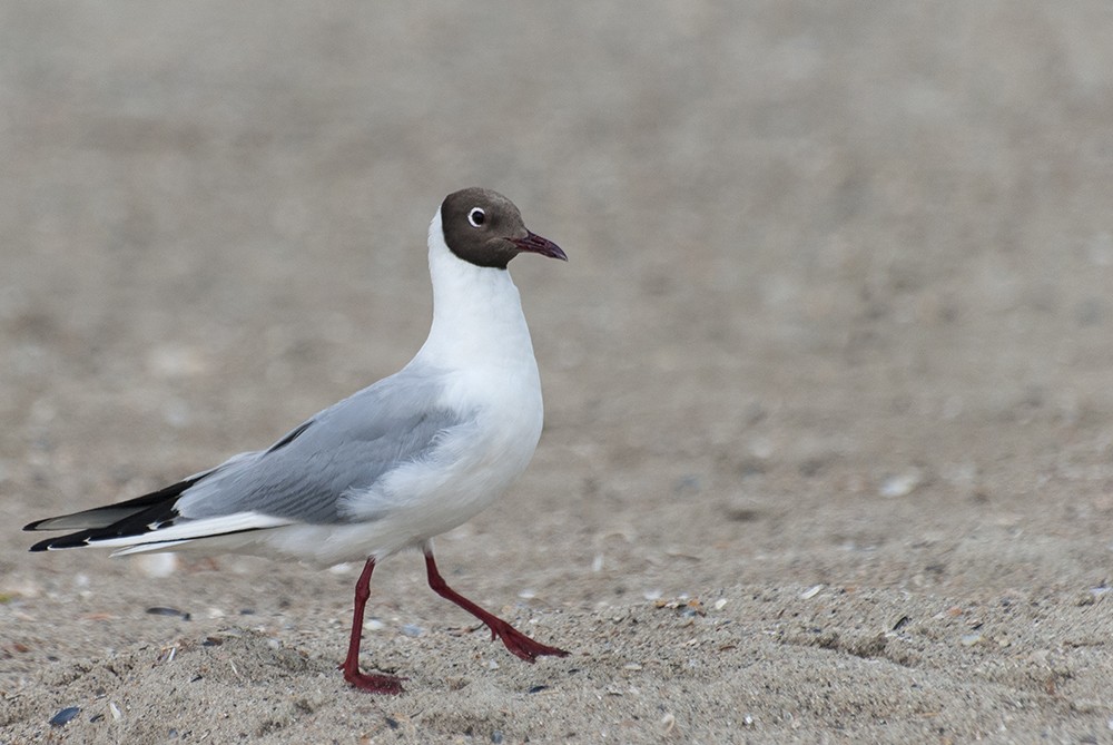 gaivota-de-cabeca-cinza