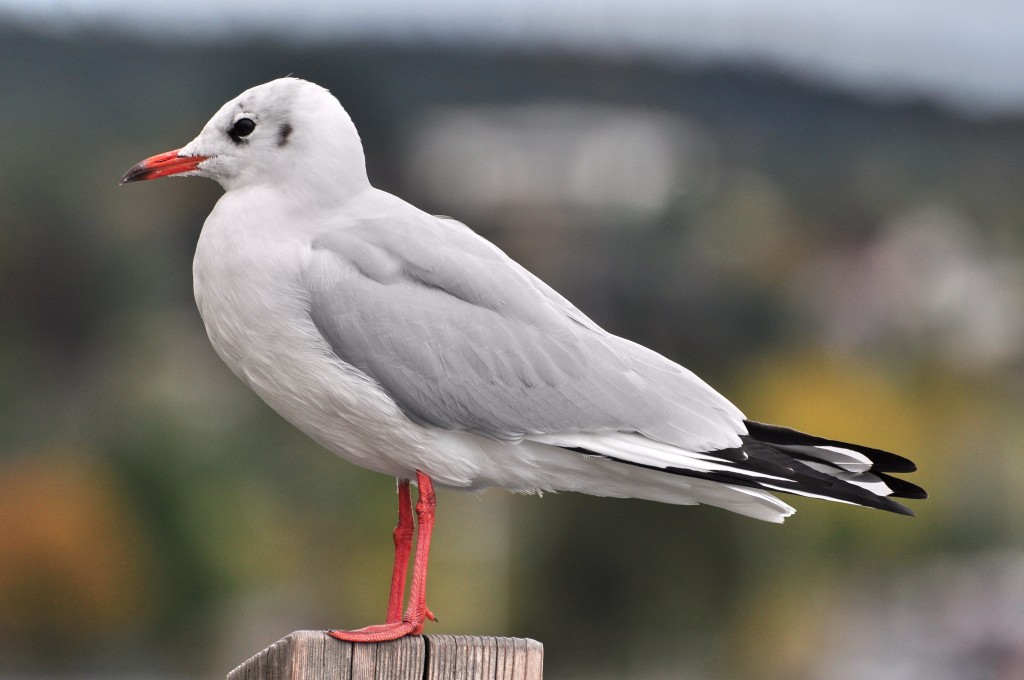 gaivota-de-cabeca-cinza plumagem de inverno