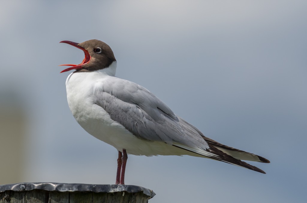 gaivota-de-cabeca-cinza